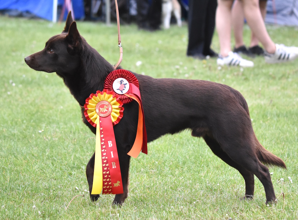 BIR Roskilde 10.5.2025