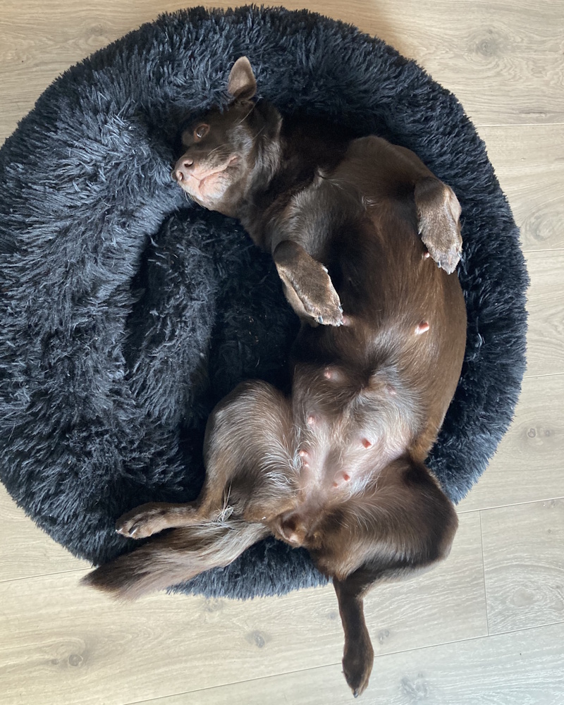 gaia 3 uger til