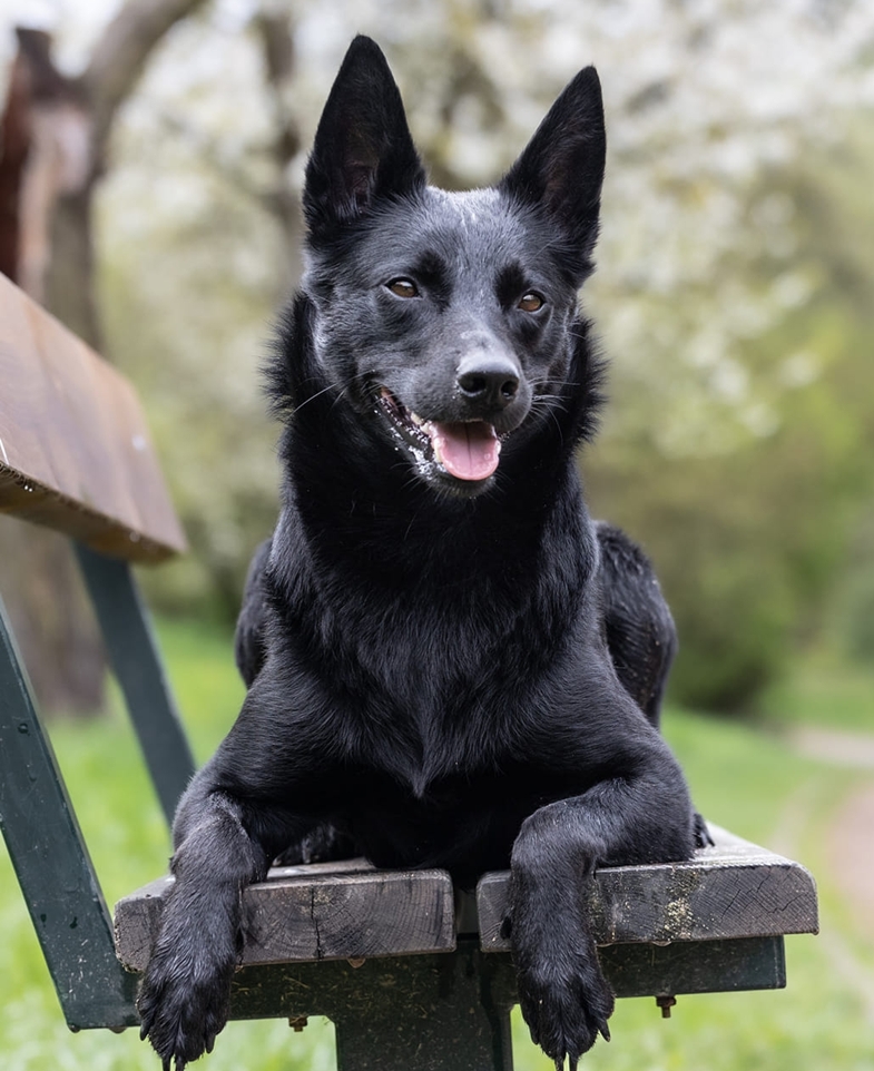 nash black mount mckinkey